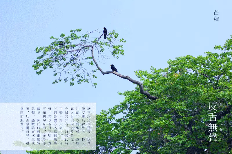 二十四节气第九节 | 芒种：家家麦饭美，处处菱歌长-幼师课件网第6张图片