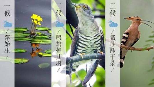 谷雨 | 宅家做贡献，亦可体验暮春之美~-幼师课件网第11张图片