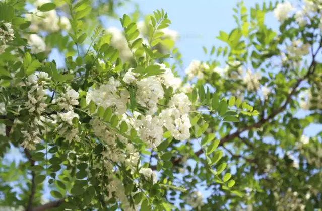 不看就晚了！花期将过，赶紧做道槐花美食吧！-幼师课件网第2张图片