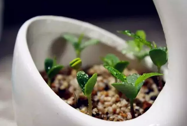 植树节，一个探索植物生长奥秘的好时节-幼师课件网第4张图片