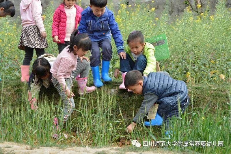 跟着节气过日子 | 藤园里的谷田稻香-幼师课件网第15张图片