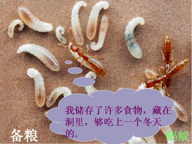 大班科学活动 | 《动物怎样过冬？》-幼师课件网第4张图片