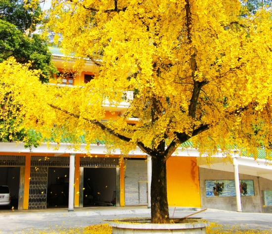 大班综合活动 | 常青树与落叶树-幼师课件网第9张图片