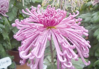 中班艺术领域美术活动 | 水墨画《菊开》-幼师课件网第5张图片