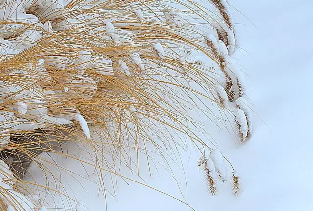 二十四节气 | 大雪：集浪漫与美食与一身-幼师课件网第45张图片