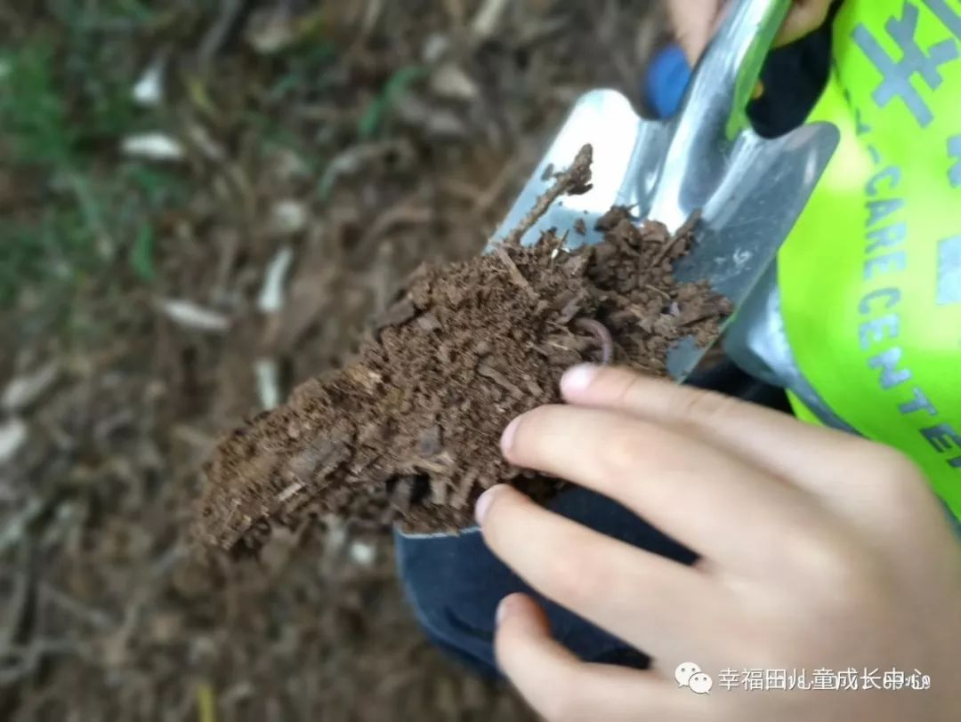 主题活动 | 孩子们的蚯蚓探究日记-幼师课件网第6张图片
