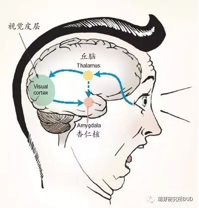 为啥小班孩子经常控几不住他记几？原来他们大脑跟我们不一样！-幼师课件网第3张图片