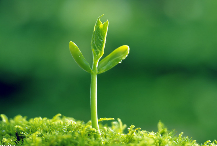 自然科学活动 | 植物角还可以这样玩！豆芽是芽么？-幼师课件网第1张图片