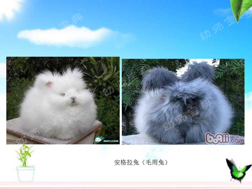 小班科学教案——认识小兔子-幼师课件网第7张图片