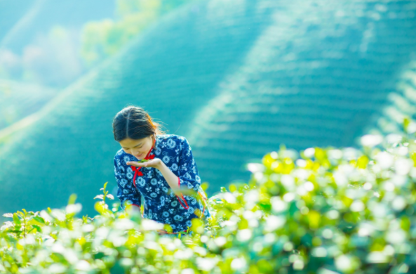 二十四节气第六节 | 谷雨：雨生百谷春欲尽，花事阑珊赏牡丹-幼师课件网第21张图片