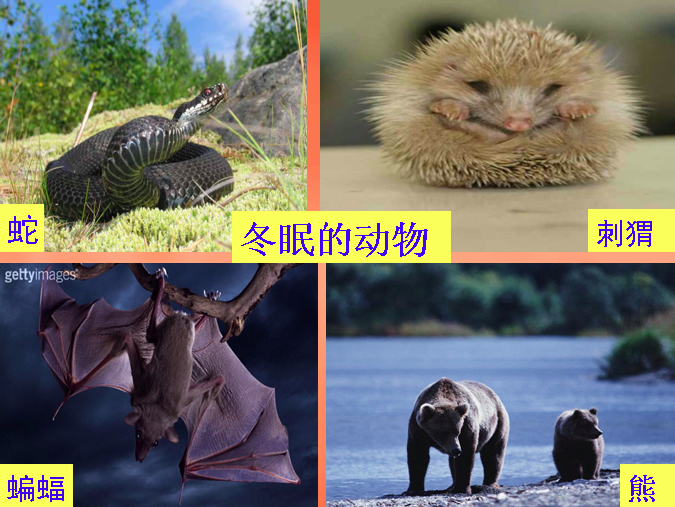 大班科学活动 | 《动物怎样过冬？》-幼师课件网第3张图片