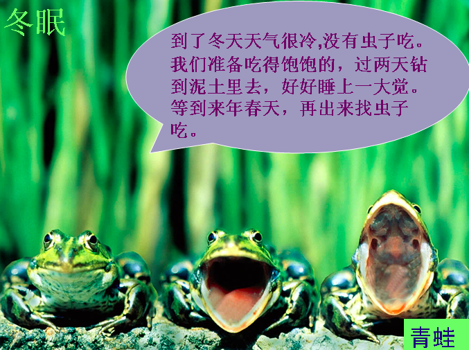 大班科学活动 | 《动物怎样过冬？》-幼师课件网第2张图片