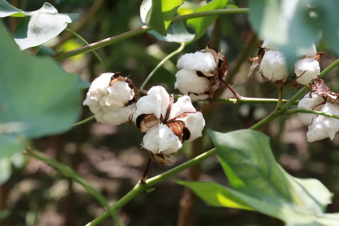 白露节气活动 | 这8个趣味节气活动，带你感受白露的诗意-幼师课件网第14张图片