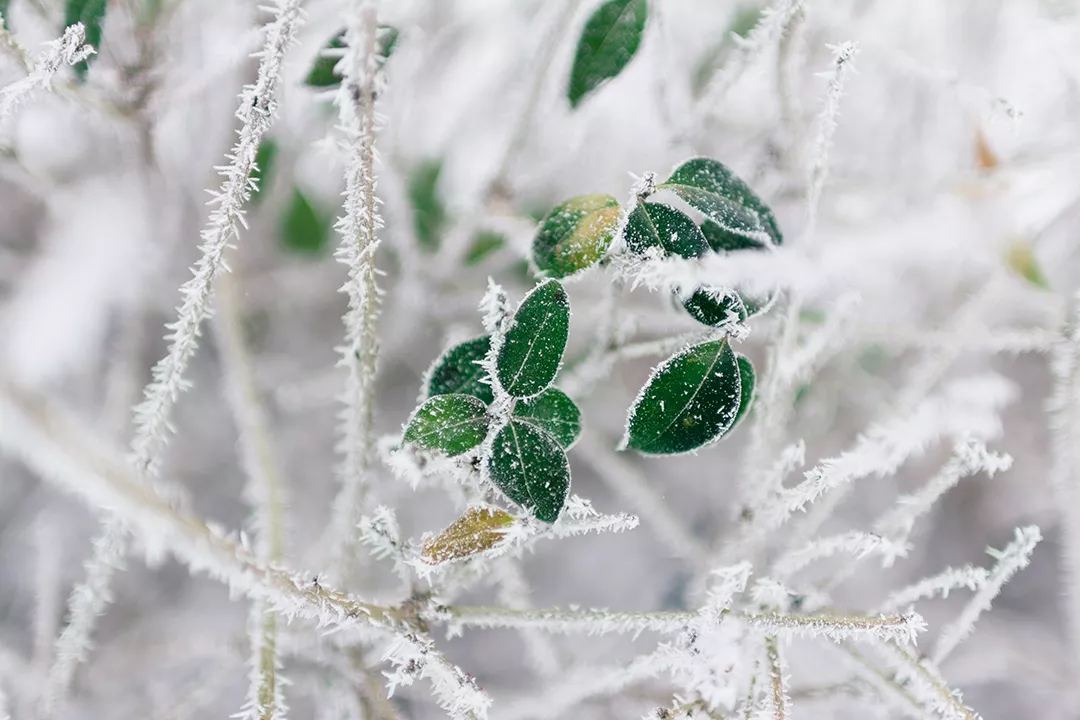 小雪节气活动 | 这8个有趣的节气活动，带你领略寒冬的色彩-幼师课件网第3张图片