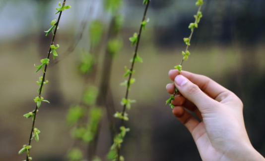 自然探索课程 | 带孩子展开冒险、获取新知、体验惊奇吧！-幼师课件网第6张图片