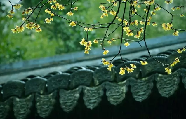 二十四节气第六节 | 谷雨：雨生百谷春欲尽，花事阑珊赏牡丹-幼师课件网第3张图片