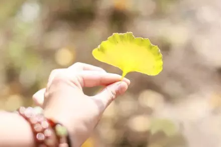 银杏叶手工 | 童话之树，遇见初冬的金黄-幼师课件网第2张图片