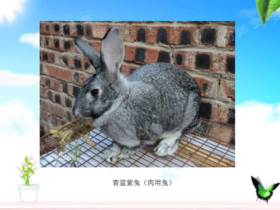 小班科学教案——认识小兔子-幼师课件网第9张图片