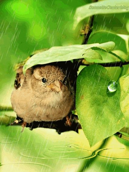 细雨 | 下雨天只会睡觉？这十个游戏给你和孩子雨天的专属浪漫-幼师课件网第33张图片