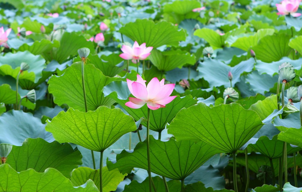 大班手指画活动：夏天的池塘-幼师课件网第3张图片