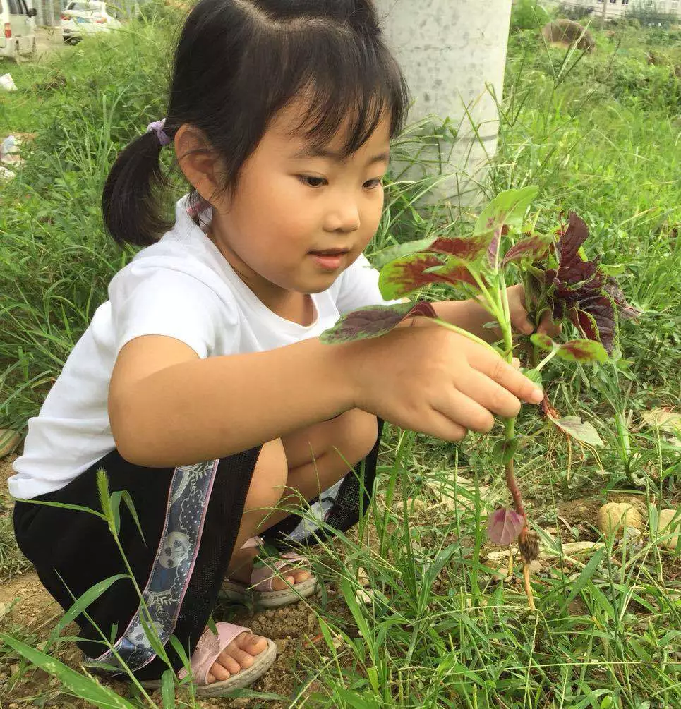 秋分节气活动 | 这9个有趣的节气活动，给你带来秋日的小确幸-幼师课件网第5张图片