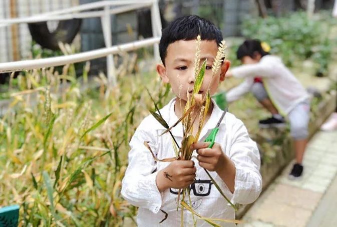 芒种节气活动 | 11个有趣的活动，带你走进忙碌的节气里-幼师课件网第11张图片