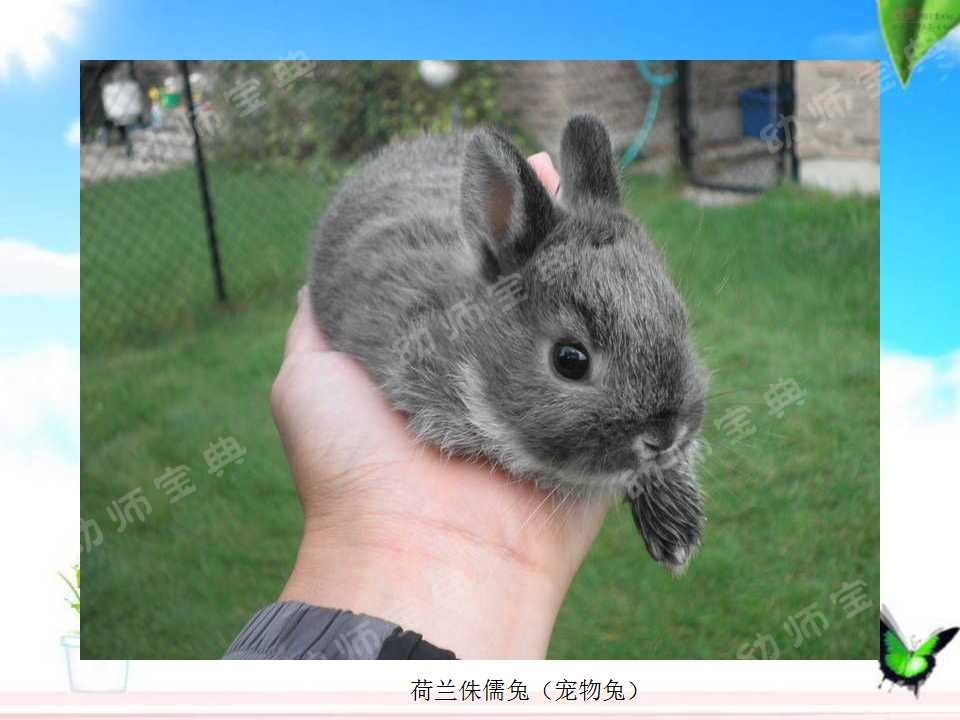 小班科学教案——认识小兔子-幼师课件网第11张图片