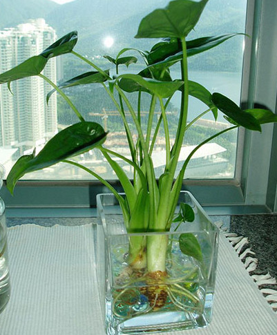 大班科学教案《水生植物》-幼师课件网