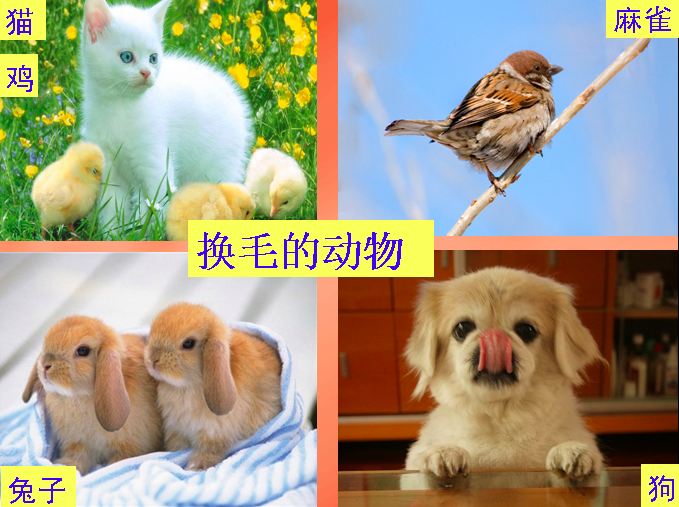 大班科学活动 | 《动物怎样过冬？》-幼师课件网第9张图片