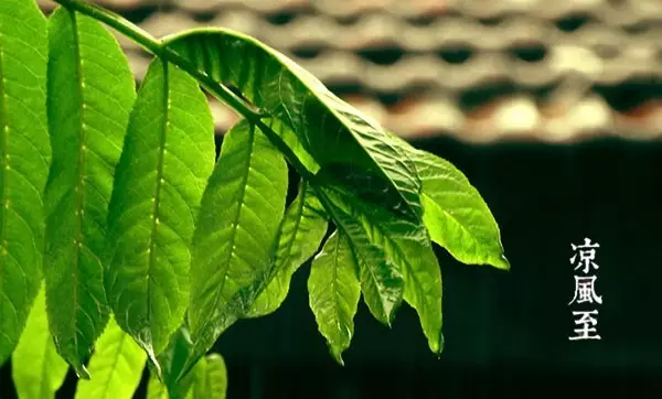 二十四节气第十三节 | 立秋：只有懂的人才能发现它的微妙-幼师课件网第6张图片