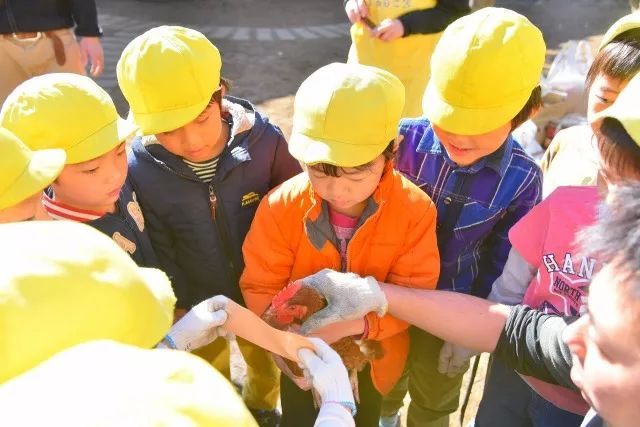 海外采风 | 这所日本人格教育示范园让孩子参与“宰杀活鸡”？-幼师课件网第15张图片