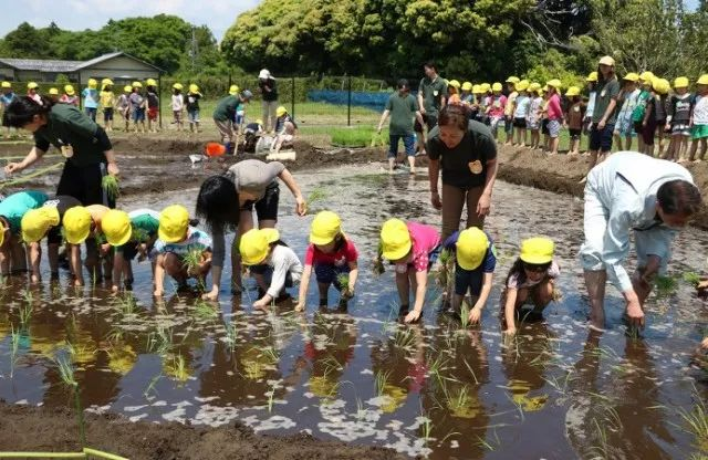 海外采风 | 这所日本人格教育示范园让孩子参与“宰杀活鸡”？-幼师课件网第14张图片