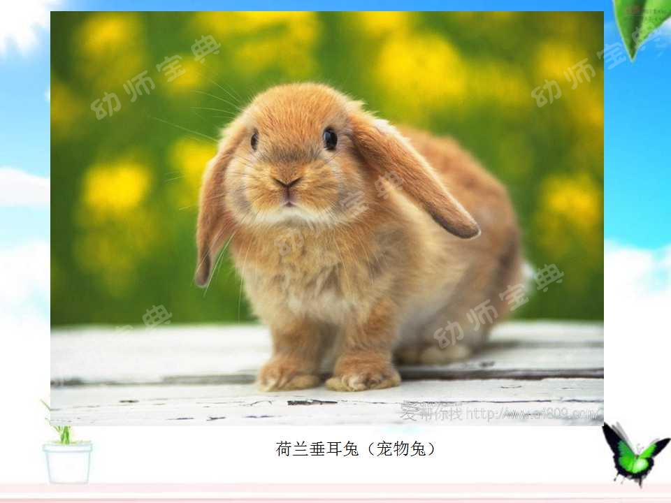 小班科学教案——认识小兔子-幼师课件网第12张图片
