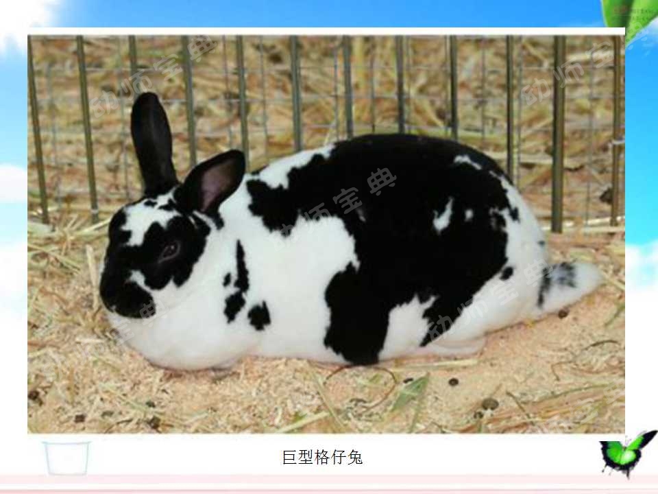 小班科学教案——认识小兔子-幼师课件网第13张图片