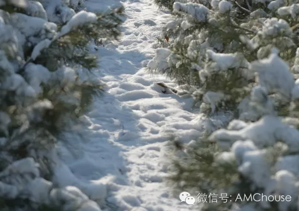 紫水晶|今天最重要的课程是玩儿雪……-幼师课件网第11张图片