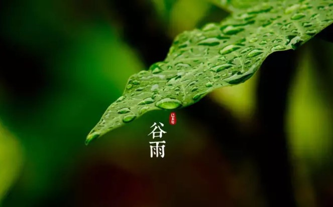 二十四节气第六节 | 谷雨：雨生百谷春欲尽，花事阑珊赏牡丹-幼师课件网第24张图片