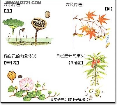 【种子素材】各种种子发芽生长视频及图片-幼师课件网第27张图片