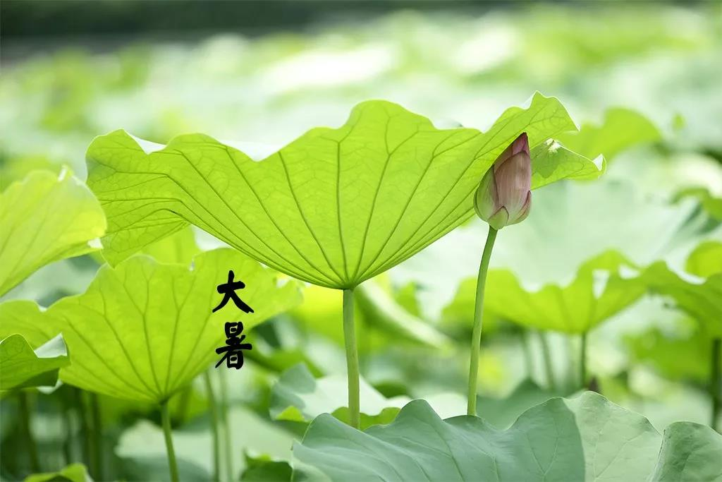 大暑节气活动 | 这12个有趣的活动，带你感受盛夏的美好-幼师课件网第2张图片