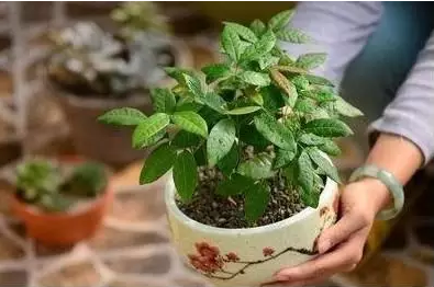 植树节，一个探索植物生长奥秘的好时节-幼师课件网第8张图片