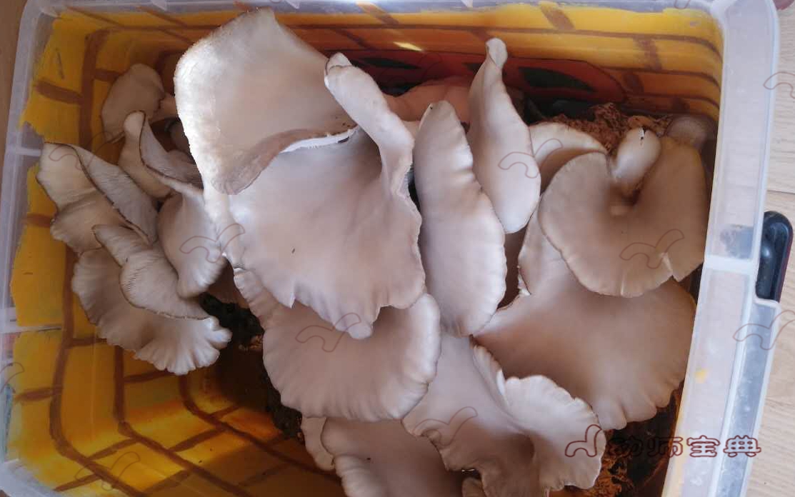 【大班自然角】主题式探究活动：奇妙的蘑菇-幼师课件网第2张图片