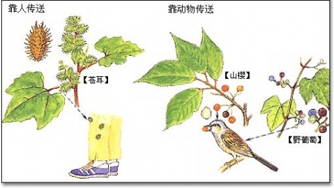 【种子素材】各种种子发芽生长视频及图片-幼师课件网第28张图片