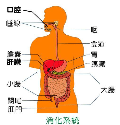 瑞吉欧探究式学习－研究人体-幼师课件网第3张图片