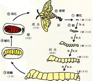 小满手工 │ 蚕孩子创意手工就这样做！-幼师课件网第1张图片