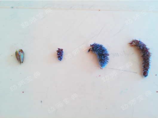 连续性探究活动 | 小芽苞里的秘密-幼师课件网第8张图片
