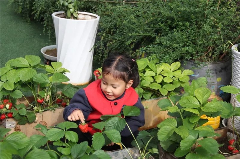 寒假安全 | 摘草莓虽好，可这些问题还需注意-幼师课件网第1张图片