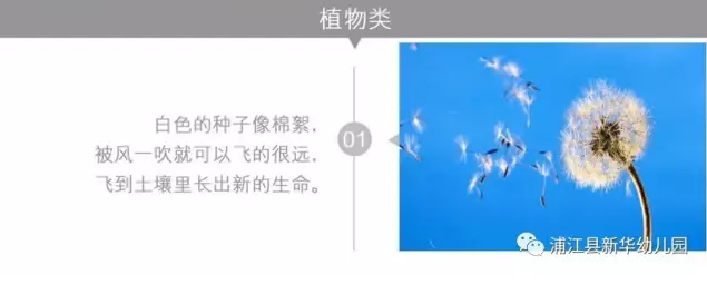 中班主题活动《飞呀飞》飞呀飞呀，我的骄傲放纵~-幼师课件网第14张图片