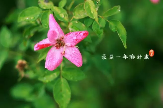 二十四节气 第二节 | 雨水，最是一年春好处-幼师课件网第22张图片