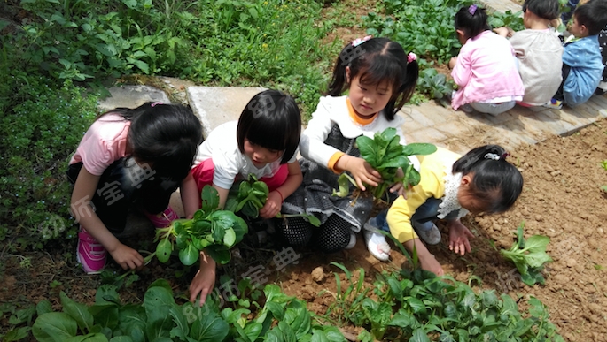 大班主题活动《蔬菜总动员》，自己种的蔬菜做的饭最美味~-幼师课件网第9张图片