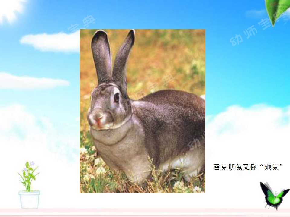 小班科学教案——认识小兔子-幼师课件网第14张图片
