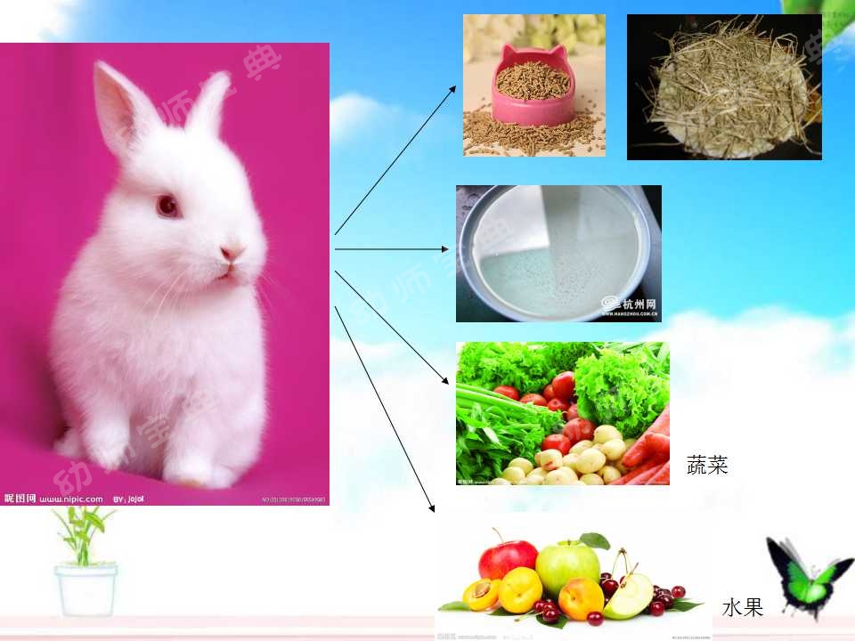 小班科学教案——认识小兔子-幼师课件网第6张图片